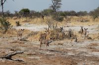 Kudus &ndash; &copy; Vicky Kern (Eberhardt TRAVEL)