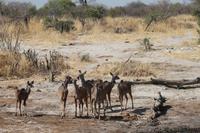 Kudus &ndash; &copy; Vicky Kern (Eberhardt TRAVEL)