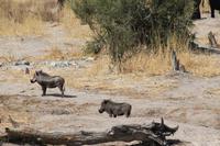 Warzenschweine &ndash; &copy; Vicky Kern (Eberhardt TRAVEL)
