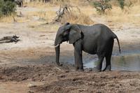 Elefant &ndash; &copy; Vicky Kern (Eberhardt TRAVEL)