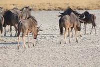 Gnus &ndash; &copy; Vicky Kern (Eberhardt TRAVEL)