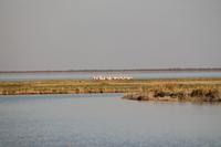 Pelikane &ndash; &copy; Vicky Kern (Eberhardt TRAVEL)