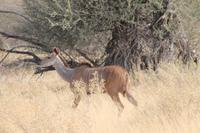 Kudu &ndash; &copy; Vicky Kern (Eberhardt TRAVEL)