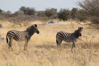 Zebras &ndash; &copy; Vicky Kern (Eberhardt TRAVEL)