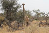 Giraffe &ndash; &copy; Vicky Kern (Eberhardt TRAVEL)
