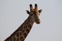 Giraffe &ndash; &copy; Vicky Kern (Eberhardt TRAVEL)