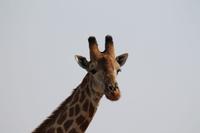 Giraffe &ndash; &copy; Vicky Kern (Eberhardt TRAVEL)