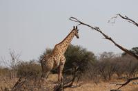 Giraffe &ndash; &copy; Vicky Kern (Eberhardt TRAVEL)