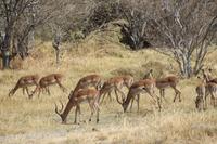 Impalas &ndash; &copy; Vicky Kern (Eberhardt TRAVEL)
