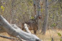 Kudu &ndash; &copy; Vicky Kern (Eberhardt TRAVEL)
