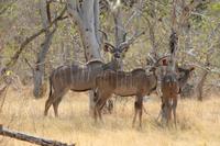 Kudus &ndash; &copy; Vicky Kern (Eberhardt TRAVEL)
