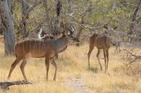 Kudus