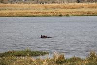 Hippo