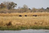 Hippos &ndash; &copy; Vicky Kern (Eberhardt TRAVEL)