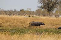 Hippo &ndash; &copy; Vicky Kern (Eberhardt TRAVEL)