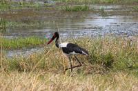 Sattelstorch &ndash; &copy; Vicky Kern (Eberhardt TRAVEL)
