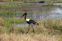 Sattelstorch &ndash; &copy; Vicky Kern (Eberhardt TRAVEL)