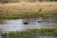 Hippos &ndash; &copy; Vicky Kern (Eberhardt TRAVEL)
