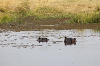 Hippos