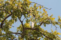 Leberwurstbaum &ndash; &copy; Vicky Kern (Eberhardt TRAVEL)