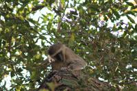Meerkatze &ndash; &copy; Vicky Kern (Eberhardt TRAVEL)