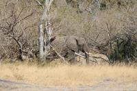 Elefant &ndash; &copy; Vicky Kern (Eberhardt TRAVEL)