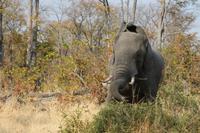 Elefant &ndash; &copy; Vicky Kern (Eberhardt TRAVEL)