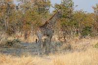 Giraffe &ndash; &copy; Vicky Kern (Eberhardt TRAVEL)