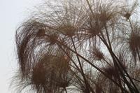 Papyrus &ndash; &copy; Vicky Kern (Eberhardt TRAVEL)