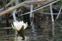 Wasserlilie &ndash; &copy; Vicky Kern (Eberhardt TRAVEL)