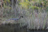 Krokodil &ndash; &copy; Vicky Kern (Eberhardt TRAVEL)