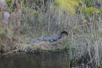Krokodil &ndash; &copy; Vicky Kern (Eberhardt TRAVEL)