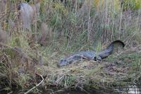 Krokodil &ndash; &copy; Vicky Kern (Eberhardt TRAVEL)