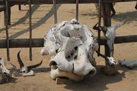 Hippo Kopf &ndash; &copy; Vicky Kern (Eberhardt TRAVEL)