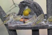 Webervögel &ndash; &copy; Vicky Kern (Eberhardt TRAVEL)