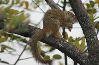 Eichhörnchen &ndash; &copy; Vicky Kern (Eberhardt TRAVEL)