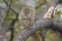 Eichhörnchen &ndash; &copy; Vicky Kern (Eberhardt TRAVEL)