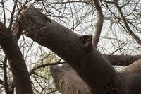 Baobab &ndash; &copy; Vicky Kern (Eberhardt TRAVEL)