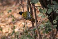 Pirol &ndash; &copy; Vicky Kern (Eberhardt TRAVEL)