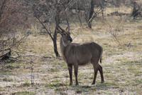 Elipsenwasserbock