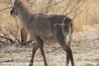 Elipsenwasserbock &ndash; &copy; Vicky Kern (Eberhardt TRAVEL)
