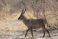 Elipsenwasserbock &ndash; &copy; Vicky Kern (Eberhardt TRAVEL)