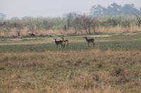 Impalas &ndash; &copy; Vicky Kern (Eberhardt TRAVEL)