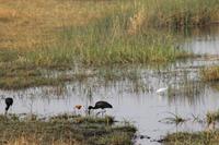 Vogeltreiben &ndash; &copy; Vicky Kern (Eberhardt TRAVEL)
