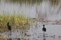 Vogeltreiben &ndash; &copy; Vicky Kern (Eberhardt TRAVEL)