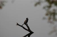 Vogeltreiben &ndash; &copy; Vicky Kern (Eberhardt TRAVEL)
