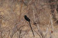 Vogeltreiben &ndash; &copy; Vicky Kern (Eberhardt TRAVEL)
