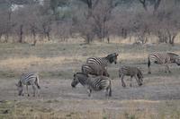 Zebras &ndash; &copy; Vicky Kern (Eberhardt TRAVEL)