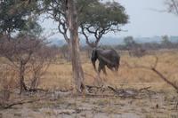 Elefant