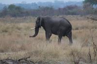 Elefant &ndash; &copy; Vicky Kern (Eberhardt TRAVEL)